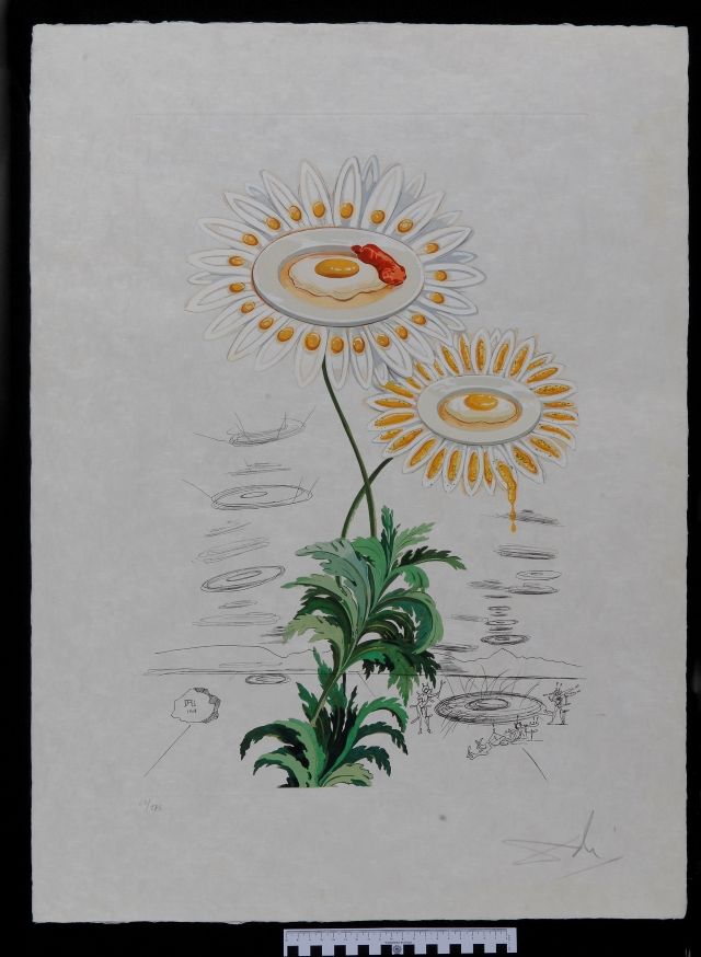 Chrysanthemum frutescens ( Marguerite )