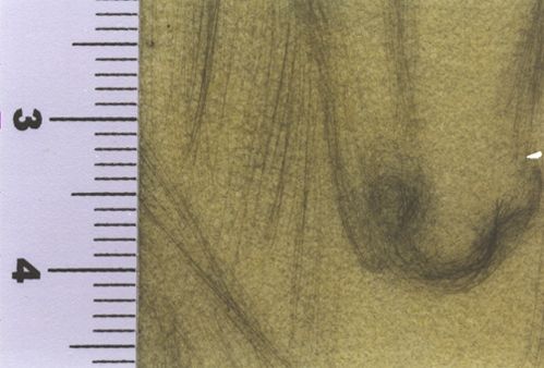 Alexandre le regarda avec des yeux courroucés, et le cheval s'agenouilla ...