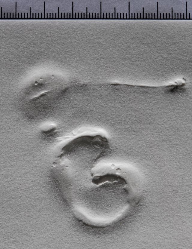 Les montres gélatinés de l'espace - temps