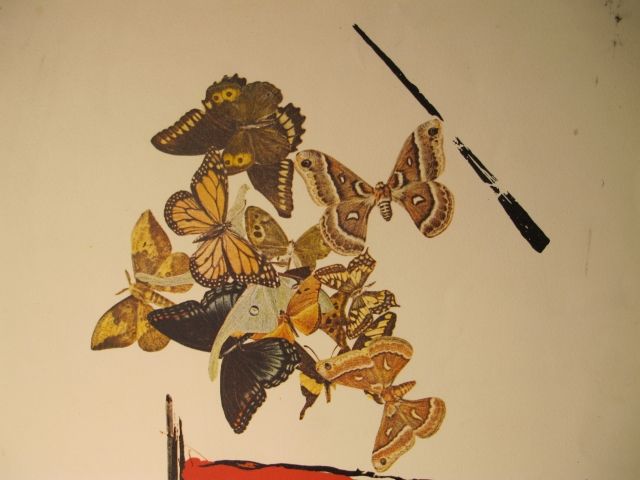 Cavaller de les papallones