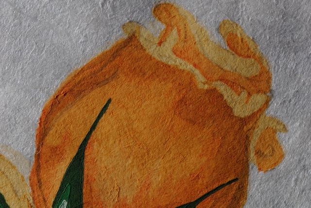 Rosa Papilio  (Rose)