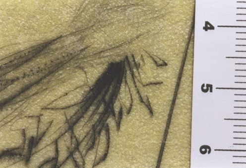 L'arrivée de la mousson, le bûcher de bucéphale