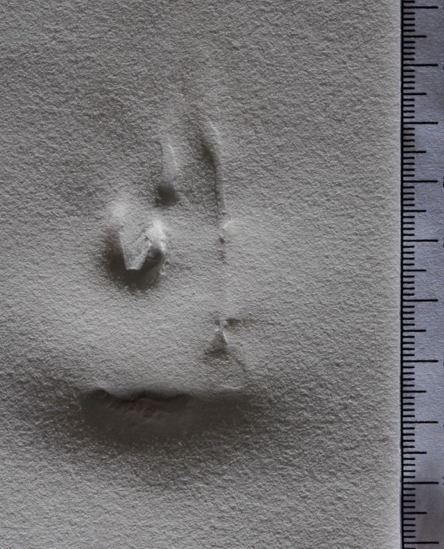 Le caducée de Marsalimenté par la boule de feu de Jupiter