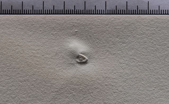 Infraterrestres adorés par Dalí a six ans quand il se croyait insecte