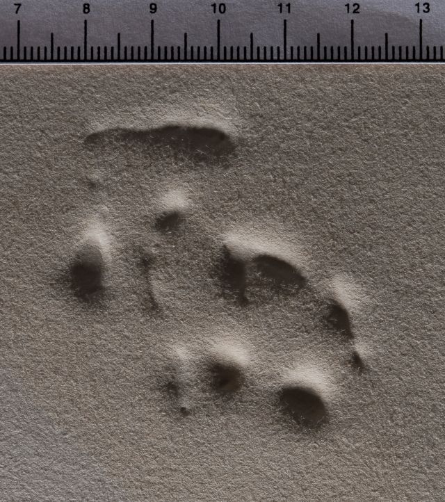 Dali martian muni d'un double microscope holoelectronique