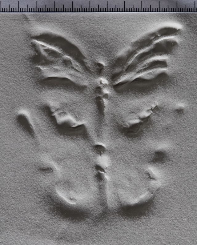 Papillons de l'anti-matière