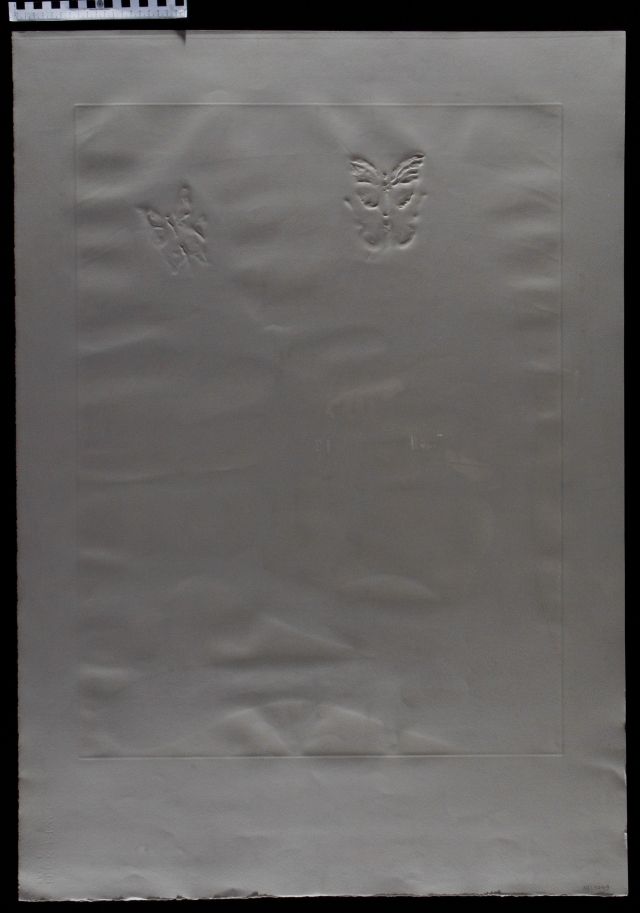 Papillons de l'anti-matière