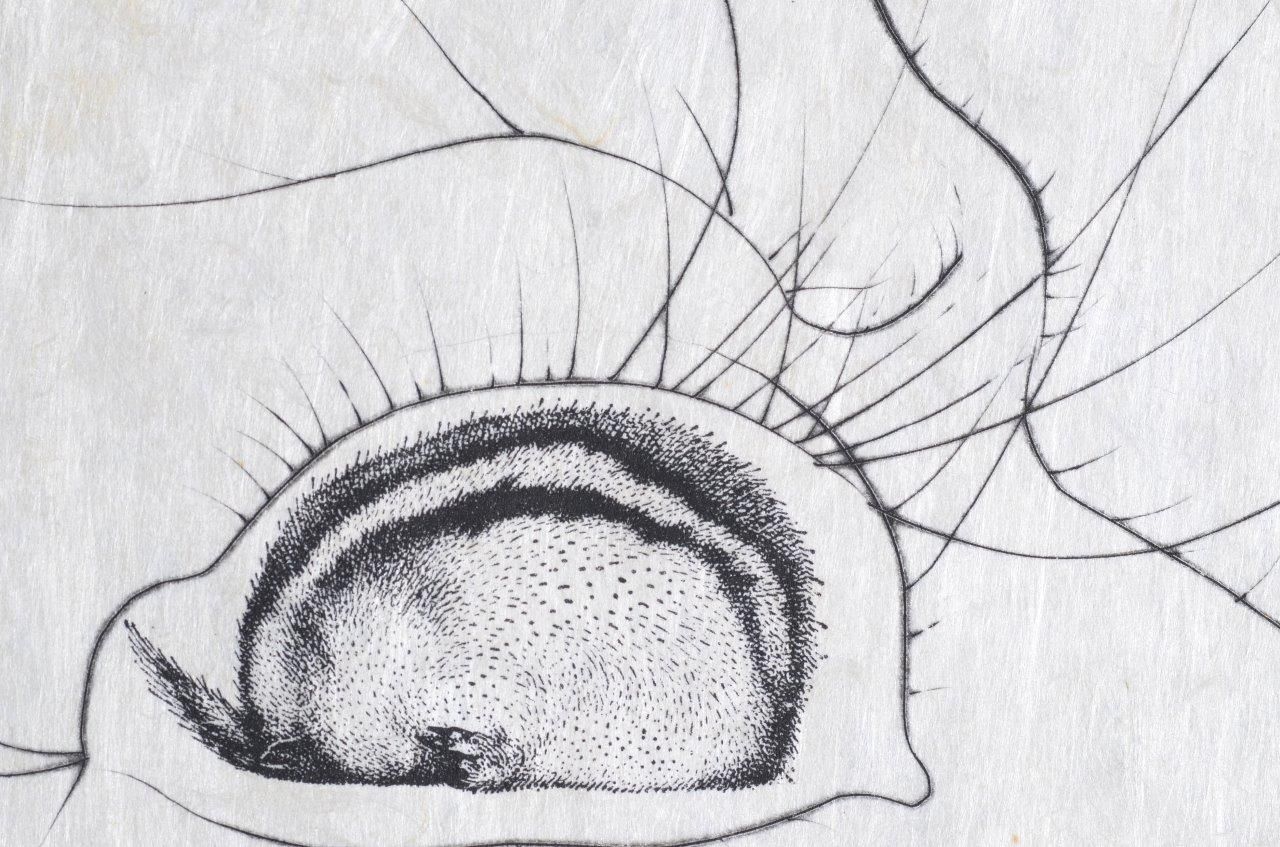 L'homme rescuscité par l'holographie de l'écureuil