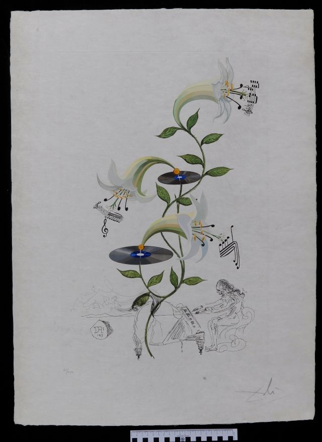 Lilium musicum (Lys)