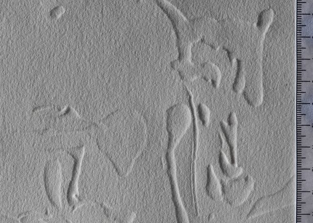 Le chevalier moyenâgeux