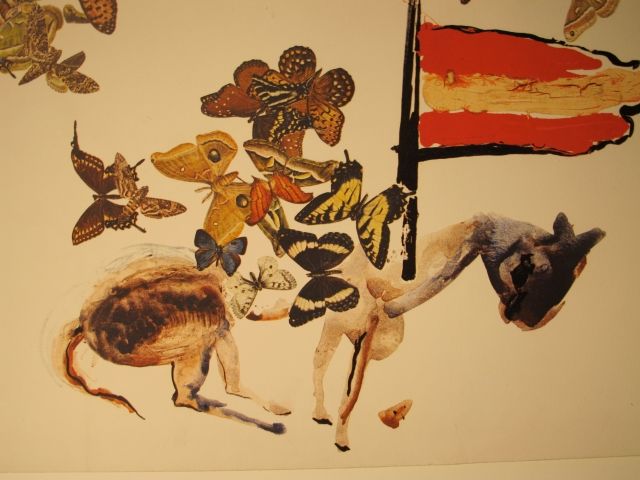 Cavaller de les papallones