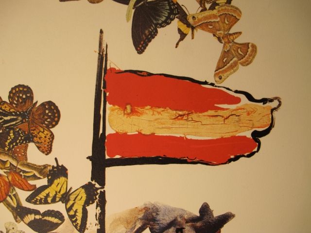 Cavaller de les papallones