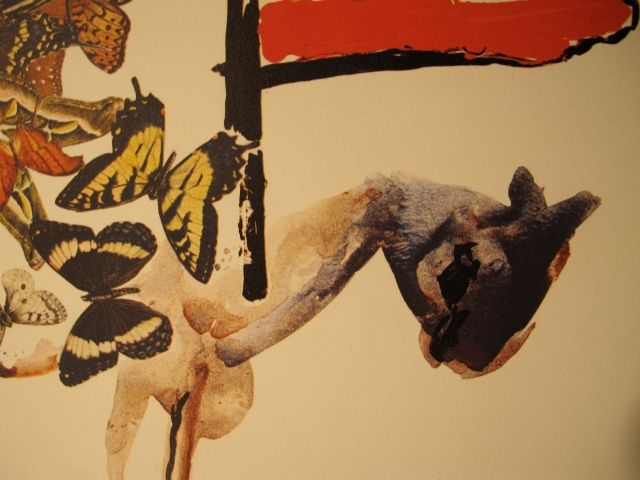 Cavaller de les papallones