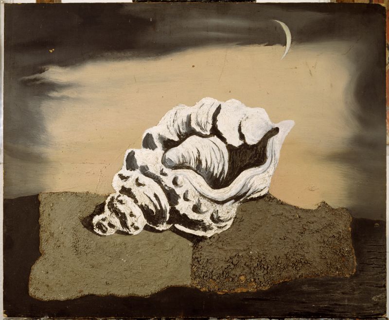 Lluna i cargol de mar sobre roca