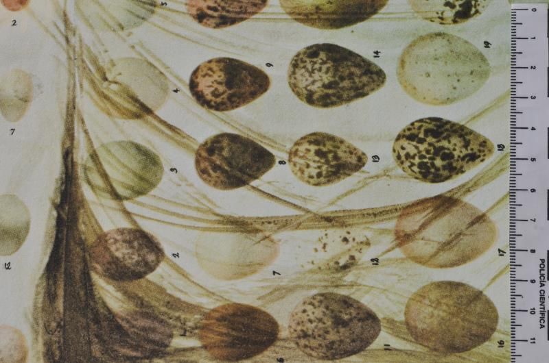 Surrealistic flower girl