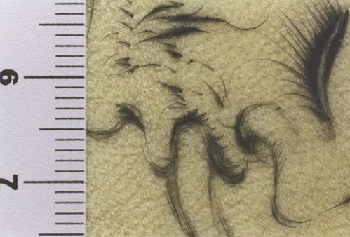 Des rois pendus aux arbres qui bordent un fleuve lent ...