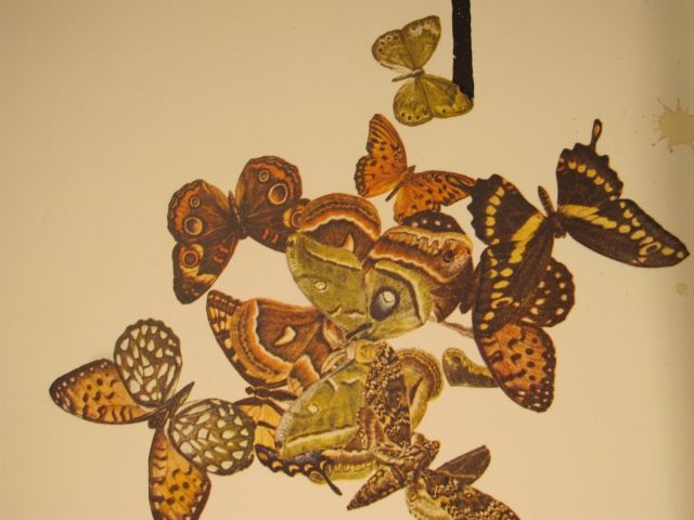 Cavaller de les papallones