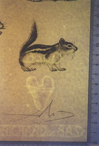 L'homme rescuscité par l'holographie de l'ecureuil