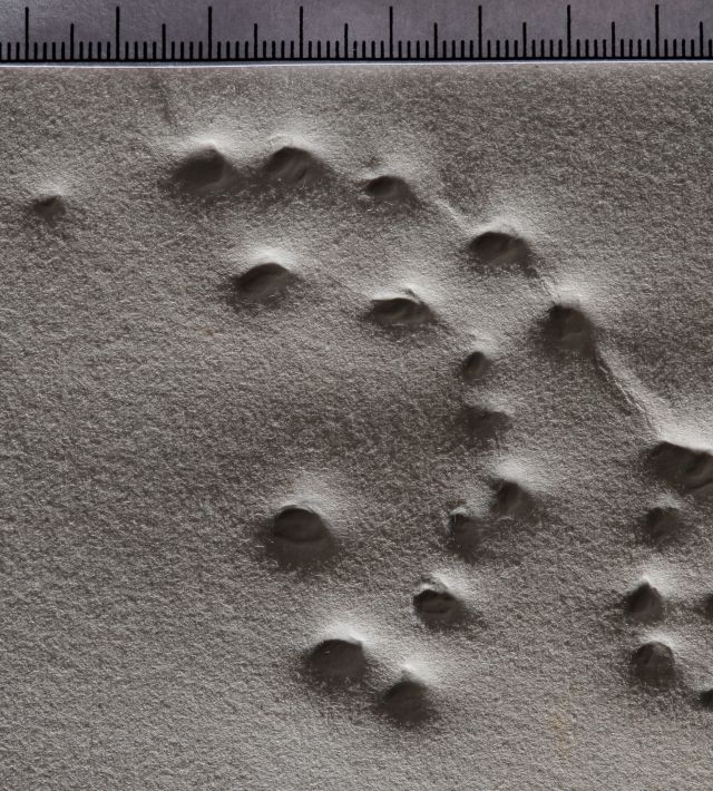 Le cercle viscéral du cosmos