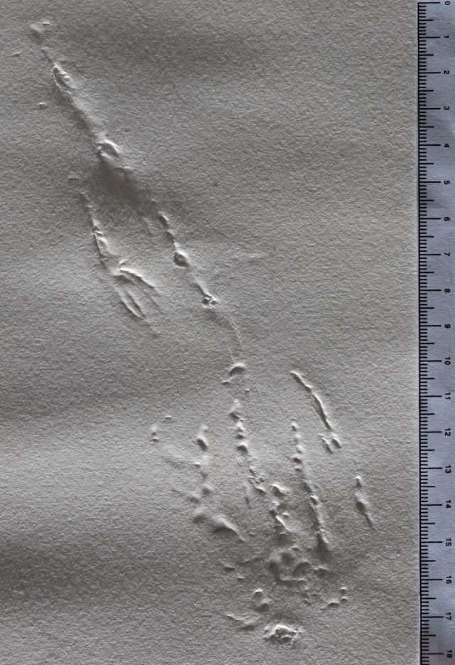 L'unicorne laser désintégre les cornes de rhinoceros cosmique