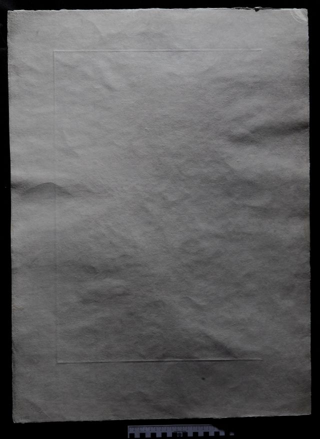 Chrysanthemum frutescens ( Marguerite )