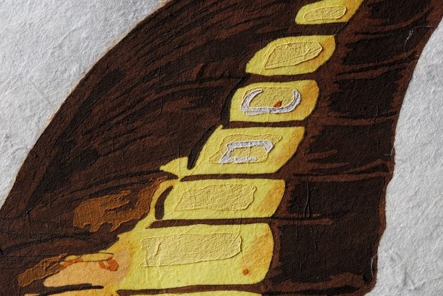 Rosa Papilio  (Rose)